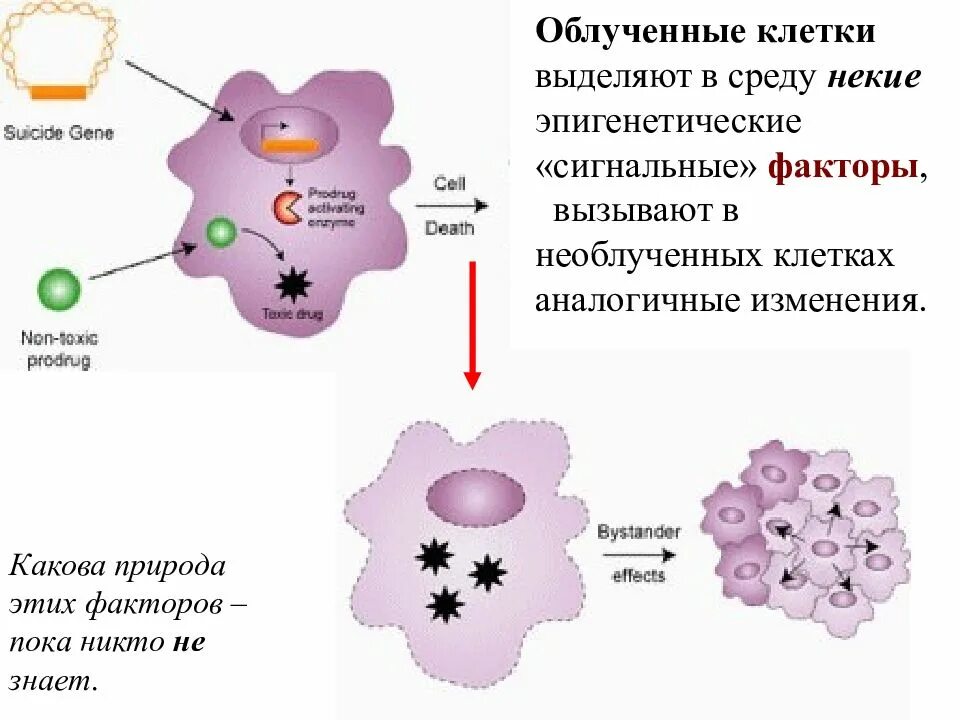 Любая клетка выделяет