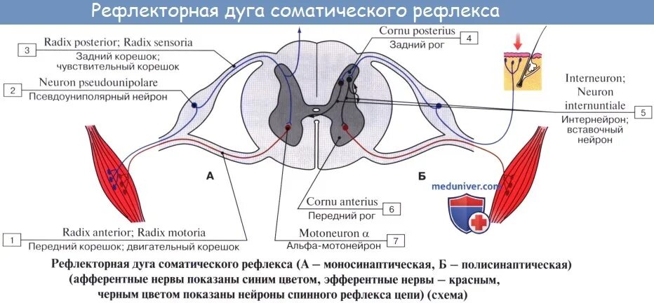 Рефлекс клетки. Аксон чувствительного нейрона рефлекторной дуги. Схема 3 нейронной рефлекторной дуги. Простая рефлекторная дуга состоит из нейронов. Рецептор схема рефлекторная дуга.