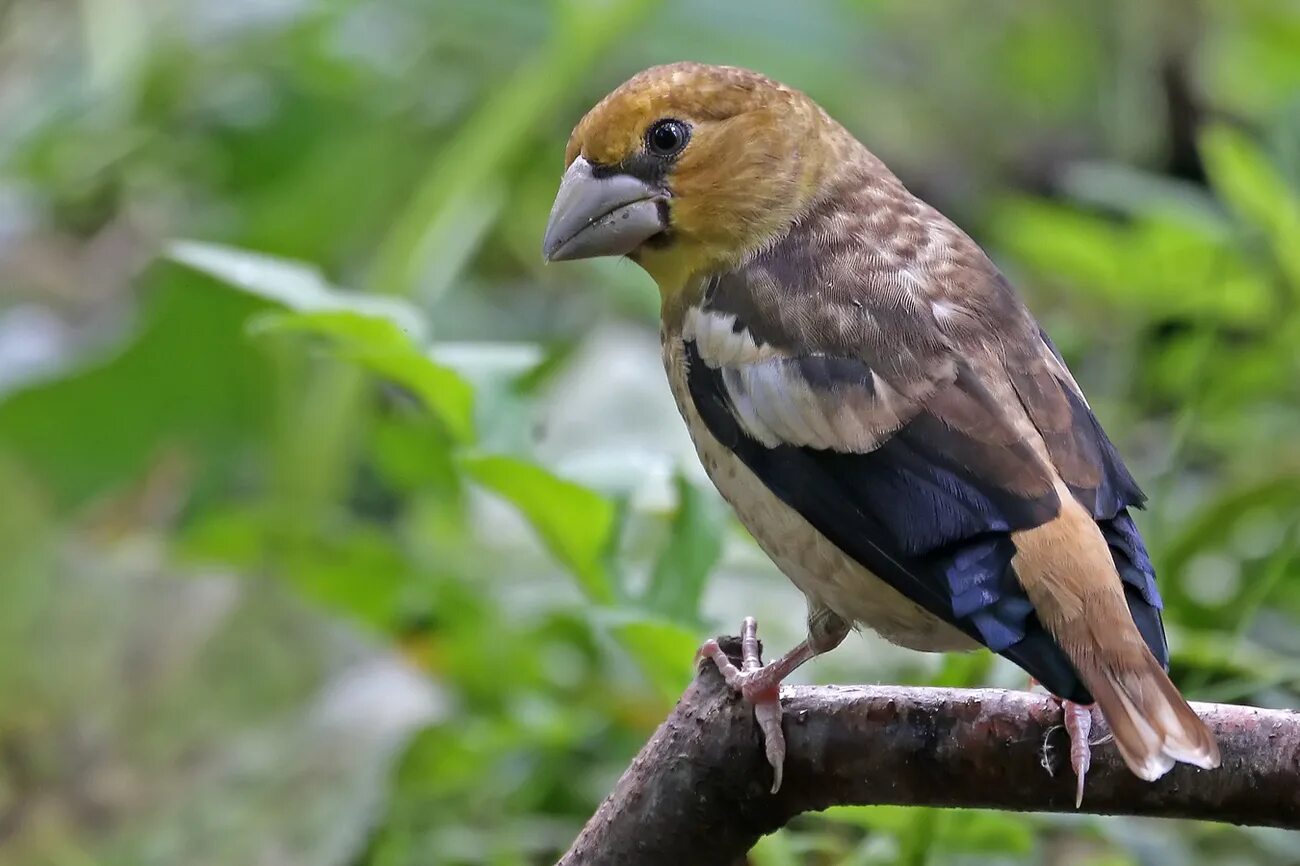 Обыкновенный Дубонос. Дубонос обыкновенный (coccothraustes coccothraustes). Птичка Дубонос обыкновенный. Крымский Дубонос. Коричневая птица с клювом