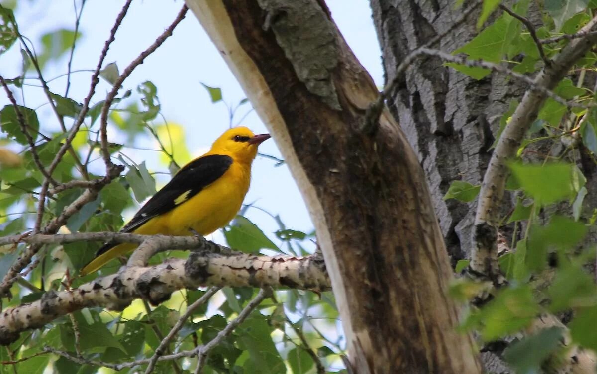 Иволга дерево. Обыкновенная иволга. Большеклювая иволга. Малиновогрудая иволга. Иволга птица.