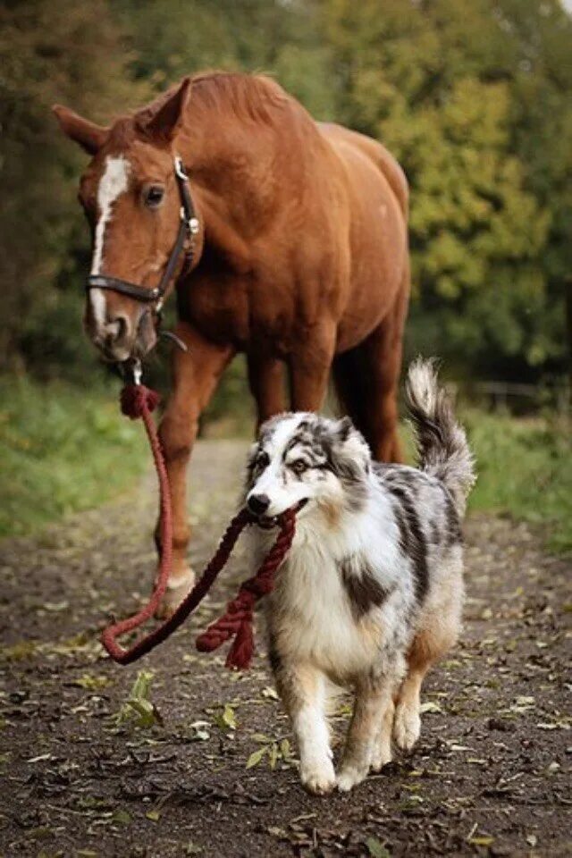 Лошадь и собака. Собака конь. Красивые лошадки и собаки. Лошадь и собака Дружба.