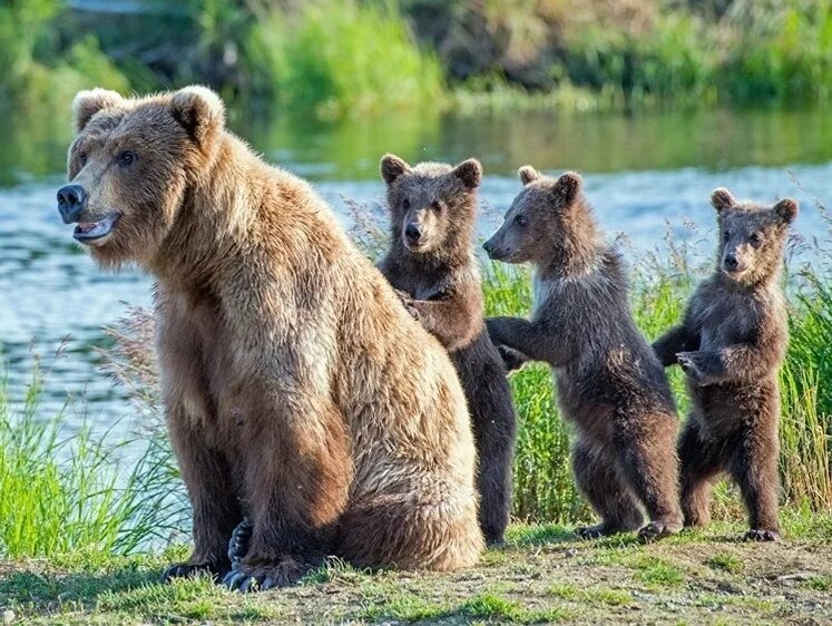 Zdjęcia i filmy - tag #niedzwiedzie Fotos de osos, Aves de compañía, Animales