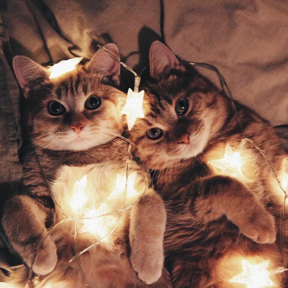 Лп кот. Котик в гирлянде. парные котики. 2 кошки эстетика. котята эстетика.