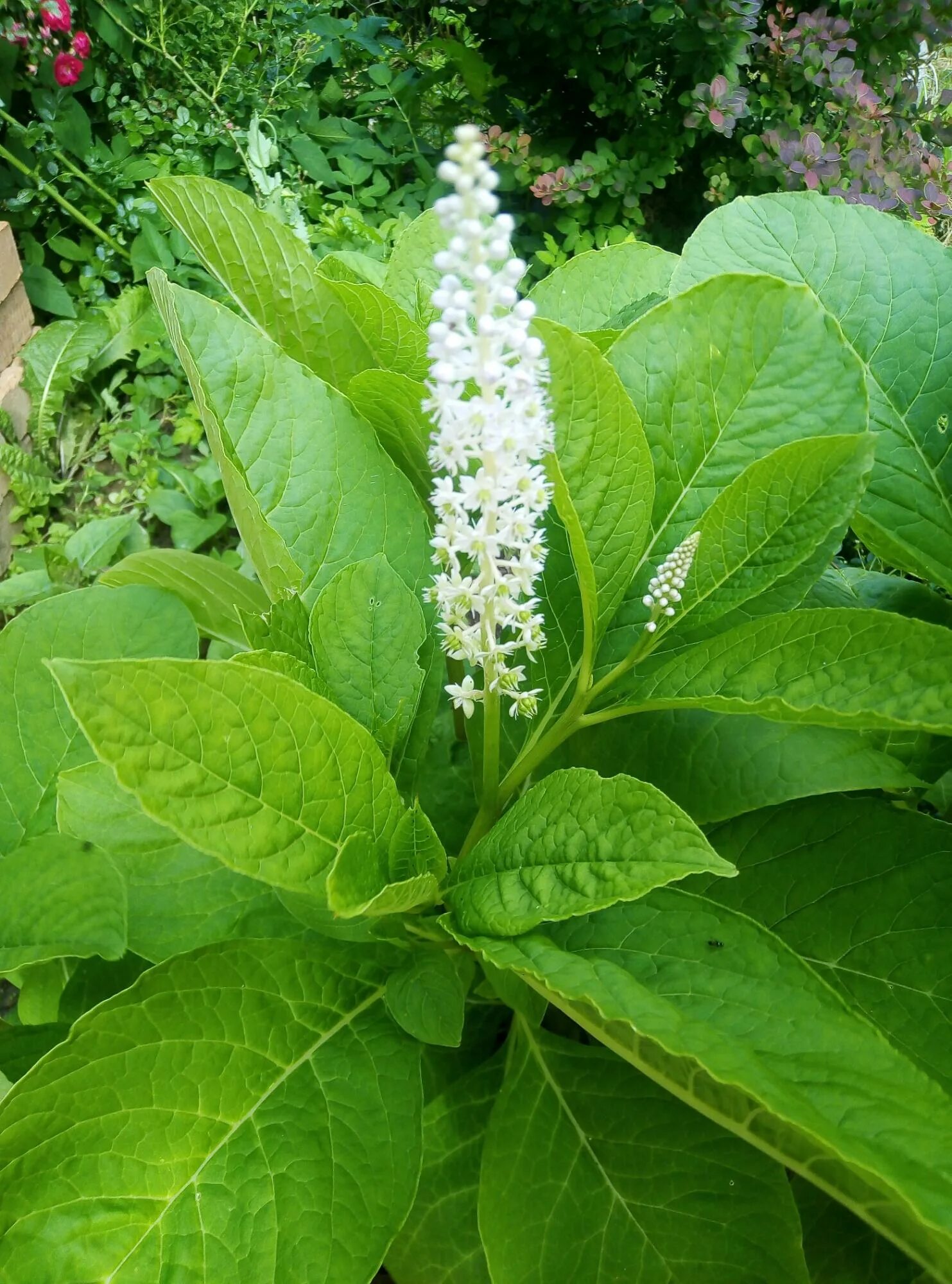 Лаконос американский растение. Лаконос куст. Лаконос куст. Фитолака. Лаконос американский растение.