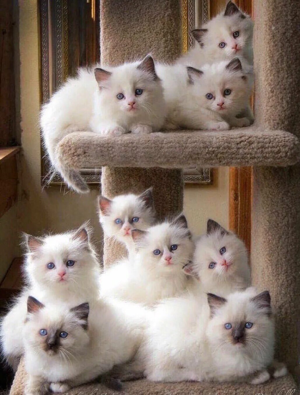 Покажи другие котики. Покажи другие котики. Три кошки. Котята фото. Покажи другие котики.