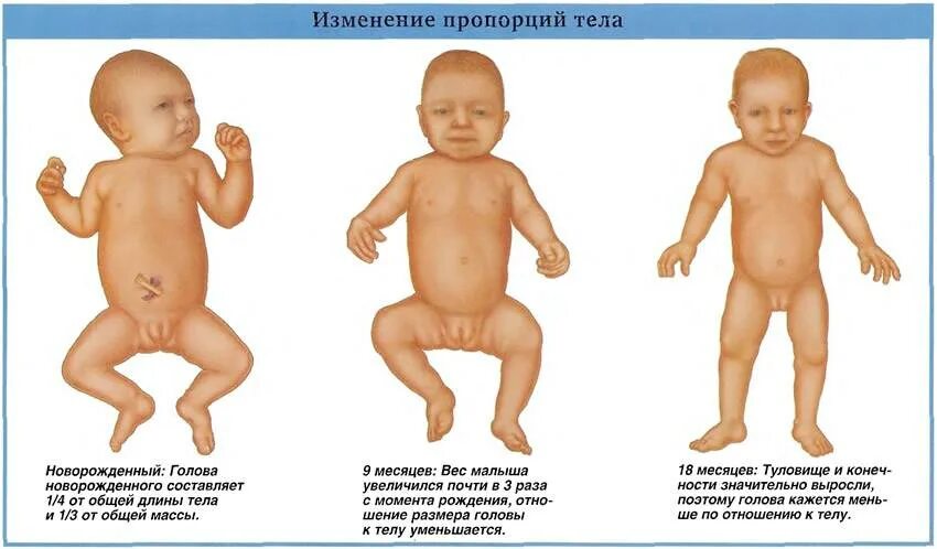 Футболка микропенис. Детские половые органы у ребенка. Пропорции тела новорожденного.