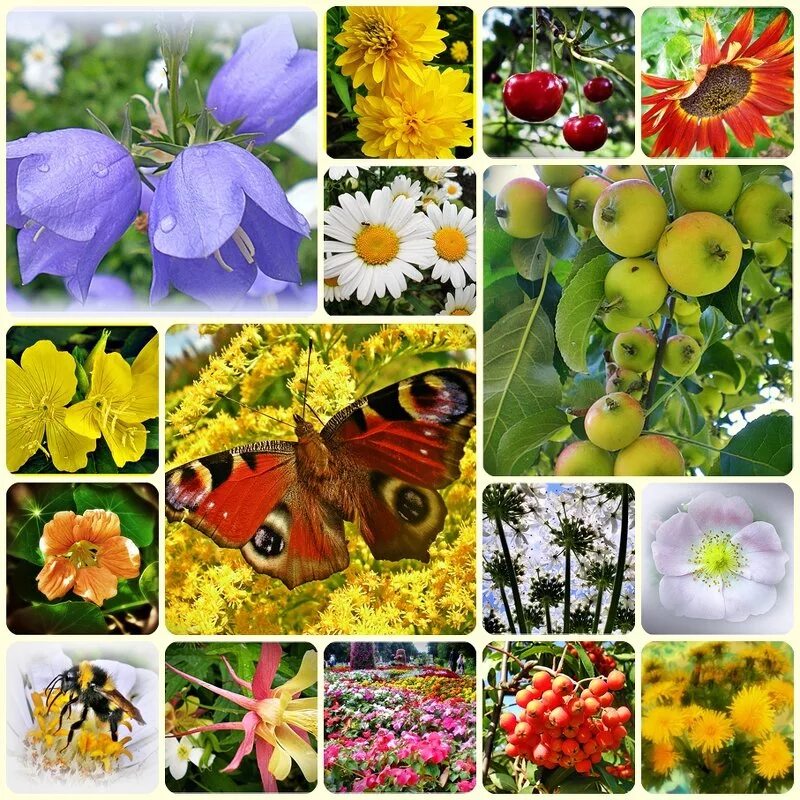 коллаж лето. коллаж на летнюю тему. коллаж на летнюю тему. стенгазета на тему лето. фон ромашки.