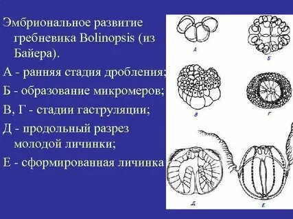 За стадией личинки следует стадия