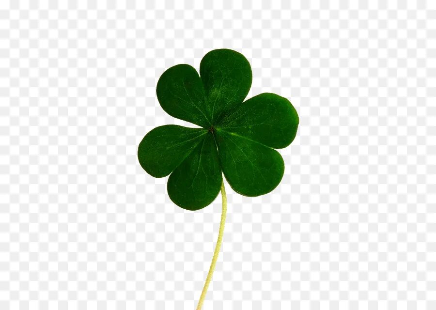 Какое растение является символом ирландии. Трилистник ирландия. shamrock клевер. северная ирландия клевер. символ ирландии клевер.
