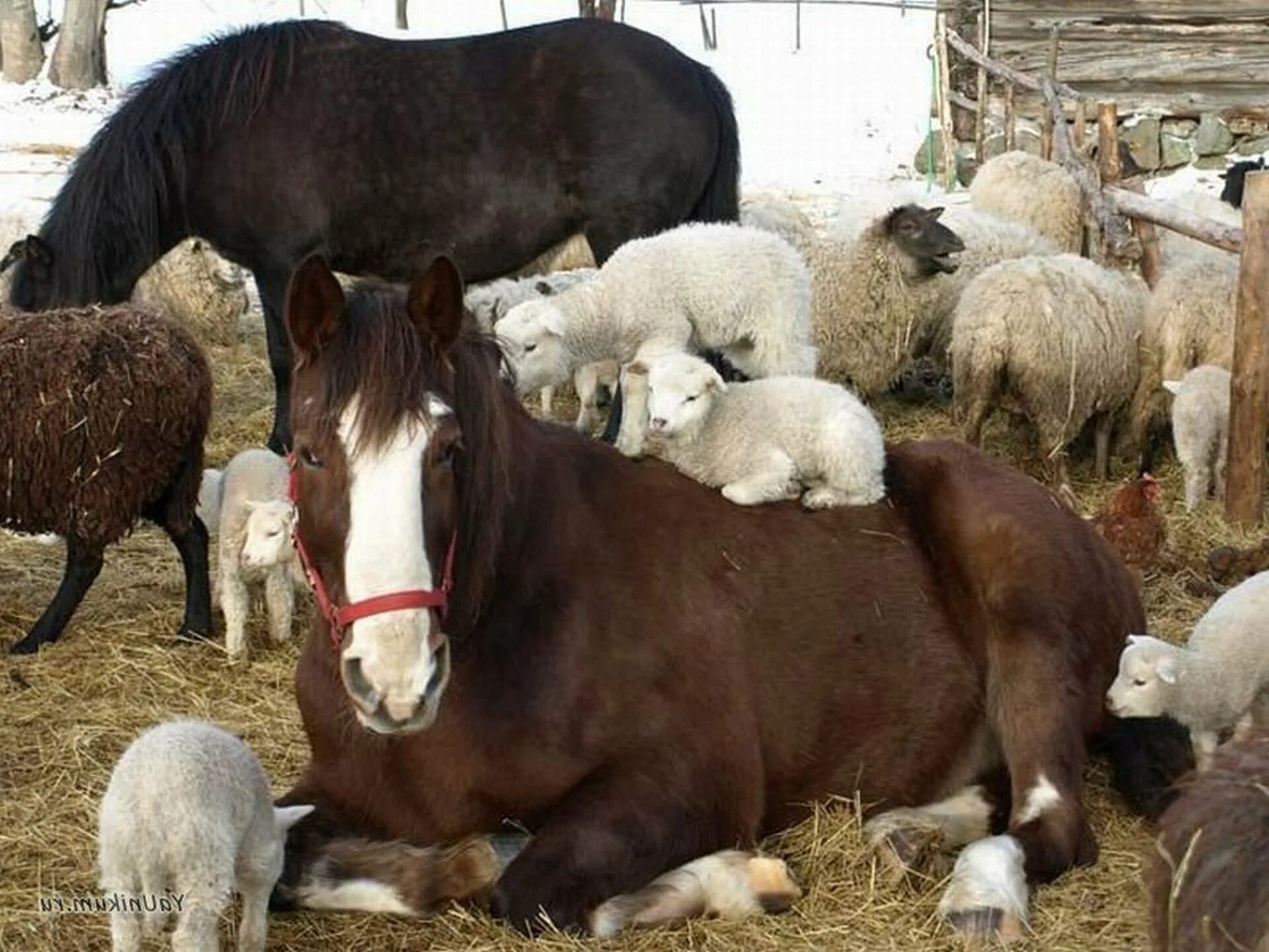 Сельскохозяйственные животные. Домашние сельскохозяйственные животные. Корова овца лошадь. Домашний скот.