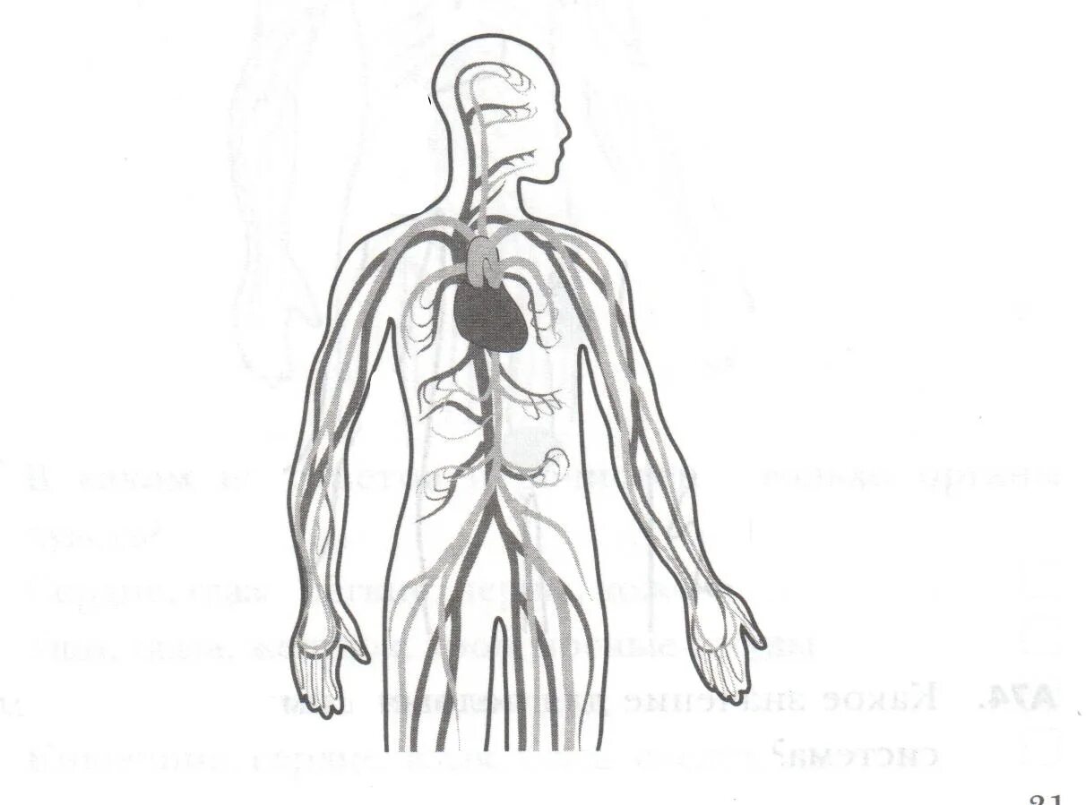 Изображения систем органов человека. Кровеносная система человека 4 класс окружающий мир схема. Кровеносная система человека схема 3 класс. Кровеносная система человека 3 класс окружающий мир схема. Рисунок кровеносной системы окружающий мир 3 класс.