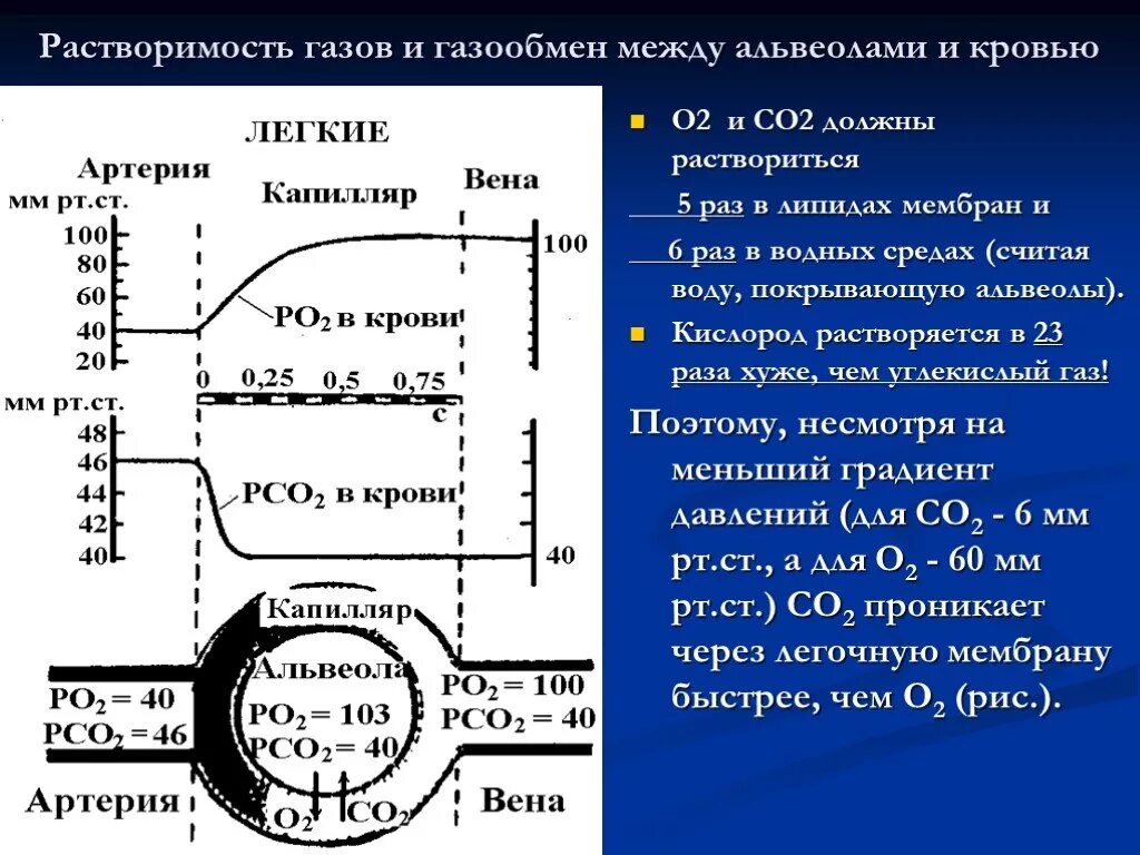 Обмен газов между альвеолярным воздухом. Газообмен между ольвиолами и кровью. Растворимость газов в крови. Газообмен между альвеолами. Обмен газов в легких схема.