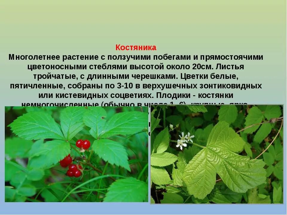 описание медуницы для 2 класса. растение леса 2 класс окружающий. растение леса 2 класс окружающий. рассказ о растении леса. зверобой описание.