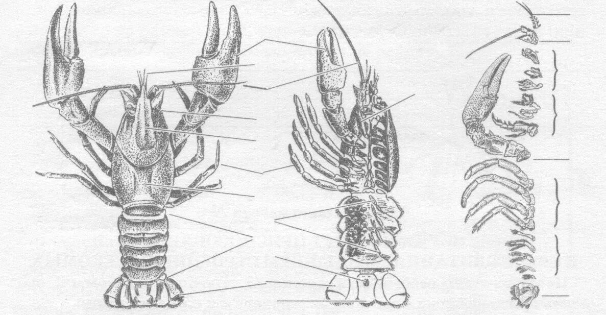 Строение речного рака рисунок. Ногочелюсти у ракообразных. Внешнее строение речного рака(самца). Строение ракообразных ногочелюсти. Структура клешни речного рака,.