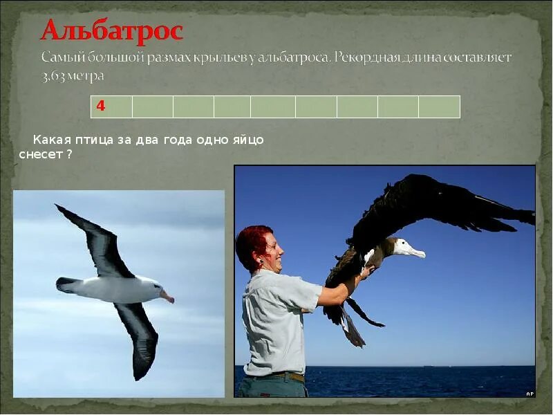 у какой птицы наибольший размах крыла. у какой птицы наибольший размах крыла. у какой птицы наибольший размах крыла. птица с самым большим размахом крыльев. у какой птицы наибольший размах крыла.