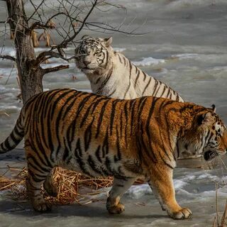 Песня тигрица