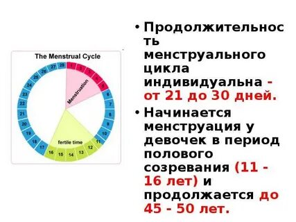 Сколько в среднем идут месячные