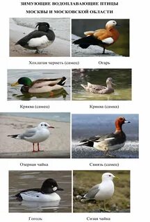 Водоплавающая перелетная птица