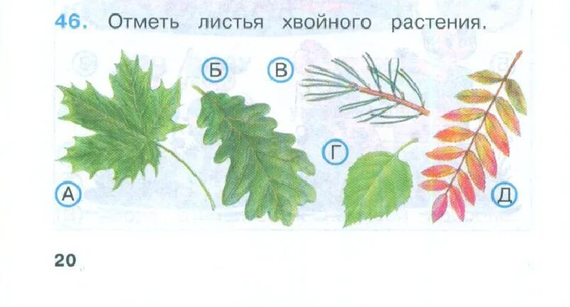 Листья хвойные и лиственные. Лист лиственного и хвойного растения. Хвойные и лиственные деревья задания. Отметь листья хвойного растения.