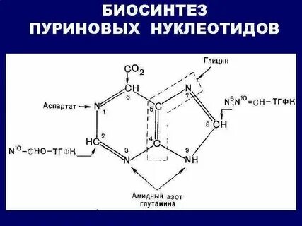 Пуриновые нуклеотиды