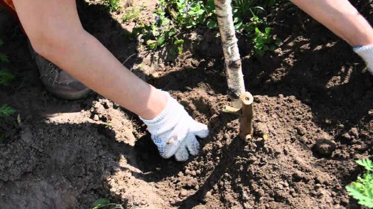 На какую глубину сажать георгины. Высадка георгинов в открытый грунт. георгины посадка рассады в грунт. посадка георгины весной в открытый грунт. высадка георгинов в открытый грунт весной.