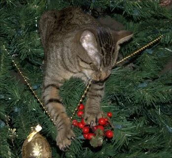 Котик и елка