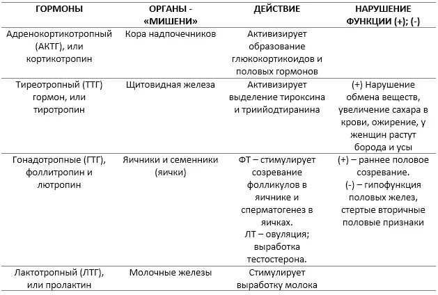 Орган мишень щитовидной железы. Гормоны гипофиза и щитовидной железы таблица. Клетки мишени мужских половых гормонов. Гормоны надпочечников органы мишени. Клетки мишени гормонов таблица.