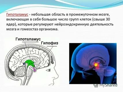 Точка гипоталамуса