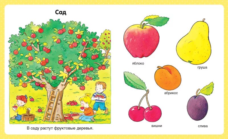 иллюстрация с изображением фруктового сада. фруктовый сад рисунок. сад плодовых для презентации. фруктовый сад меню, цены. фруктовые деревья для детей.