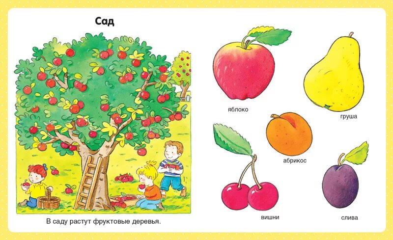 Текст каких только фруктовых деревьев. Нарисуй фрукты которые растут в твоём саду. Фрукты для детского сада. Фруктовые деревья для дошкольников. Фрукты которые растут в саду.