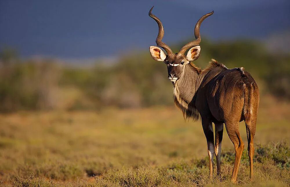рог куда. рог куда. антилопа куду рога. антилопа kudu. антилопа винторогая сайгак.