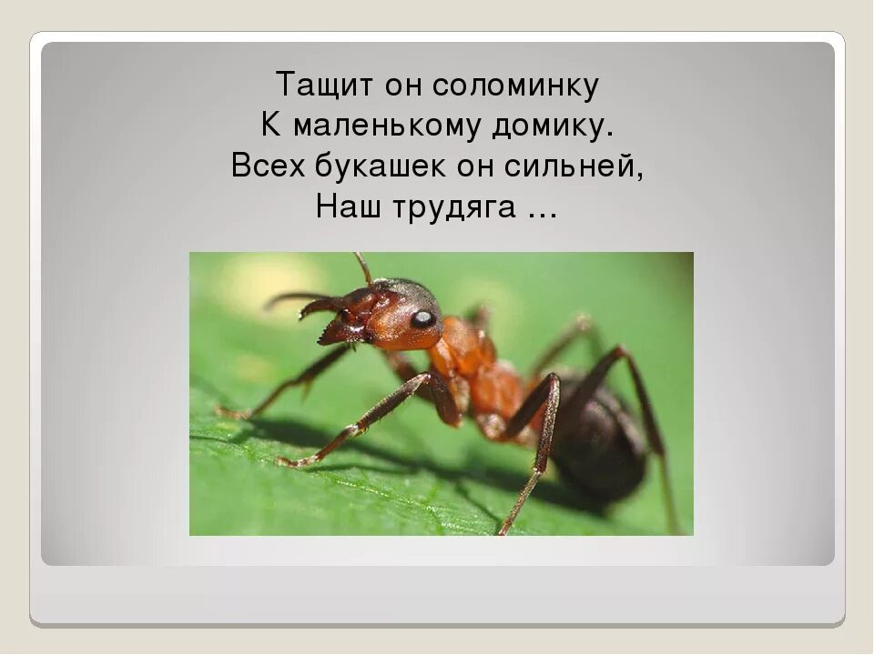 Муравей загадка для детей