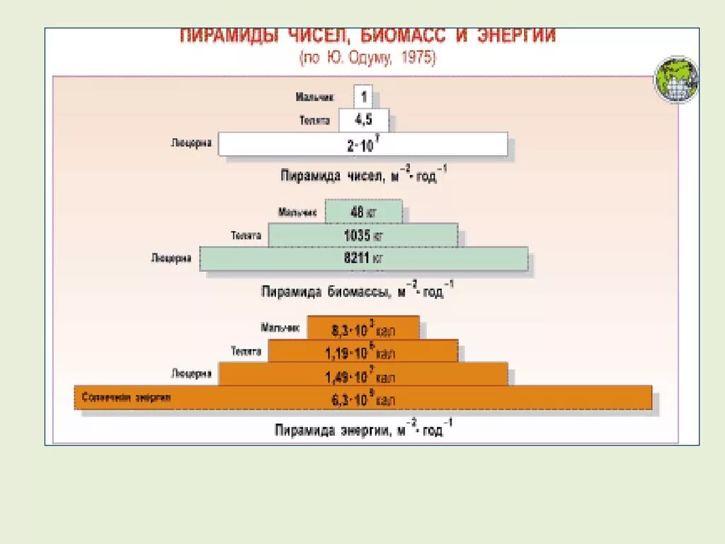 Экологические пирамиды биомасс энергии. Пирамиды численности биомассы и энергии. Пирамида биомасс пирамида чисел пирамида энергии. Экологические пирамиды чисел биомассы энергии. Экологические пирамиды пирамида биомасс.