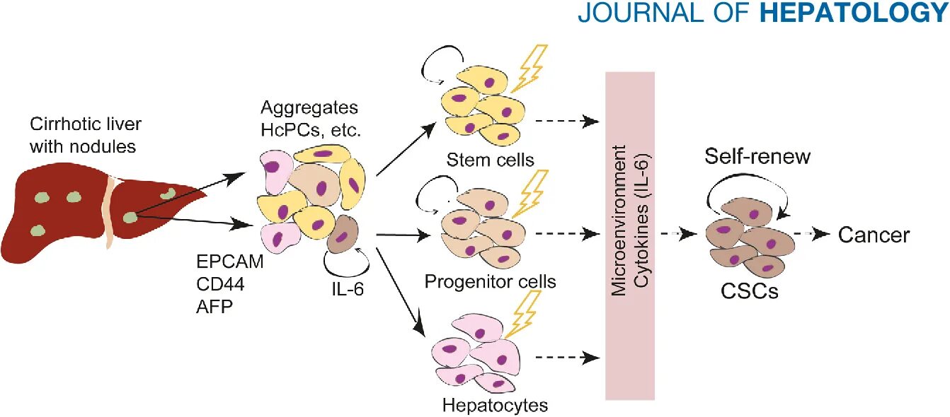 Стволовые клетки печени. Стволовые клетки печени мыши. Cell Journal. Journal of Hepatology.