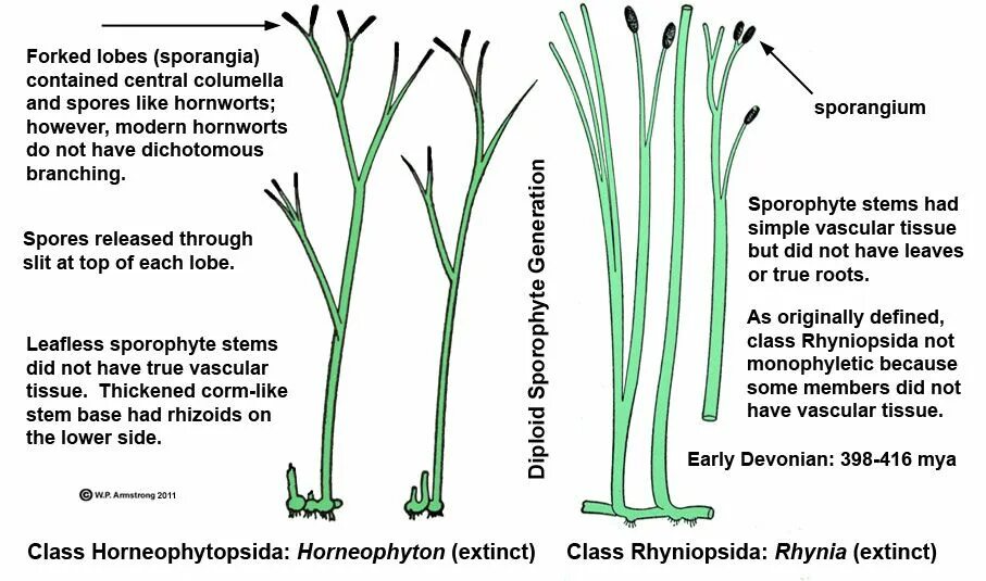 Horneophyton спорангий. Horneophyton lignieri. Protracheophyta. Куксония размер. True roots