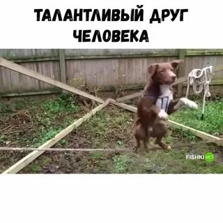 Талантливый друг