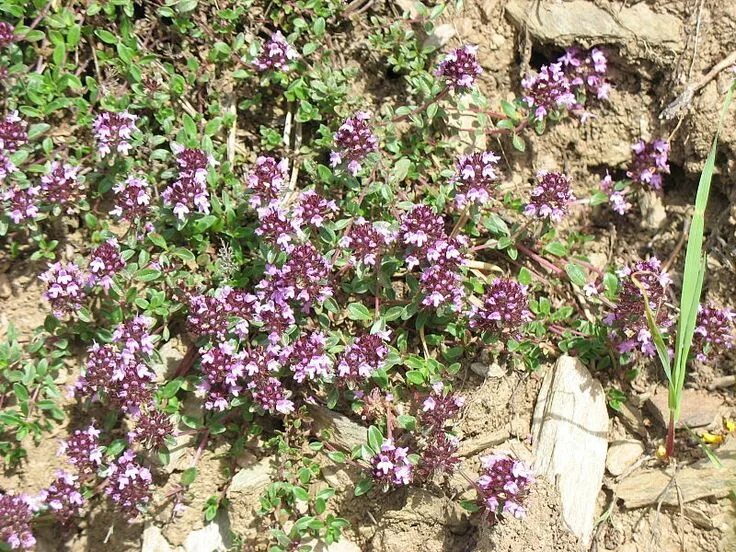 Thymus stojanovii - Image of an specimen - Plantarium