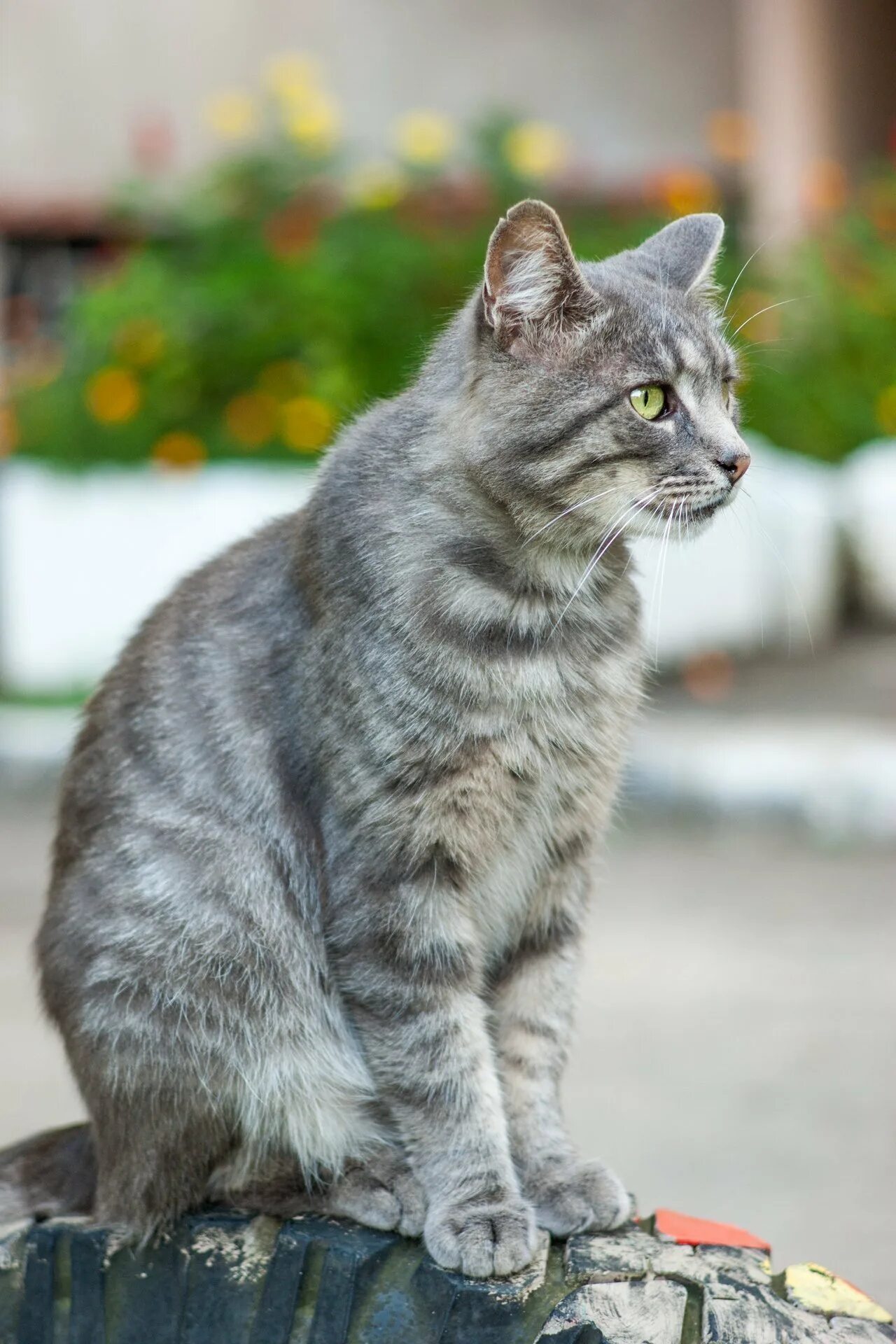 Сибирская кошка короткошерстная. Полосатый кот беспородный. Серый табби беспородная. Кошка европейская короткошерстная серая полосатая. Серая полосатая порода