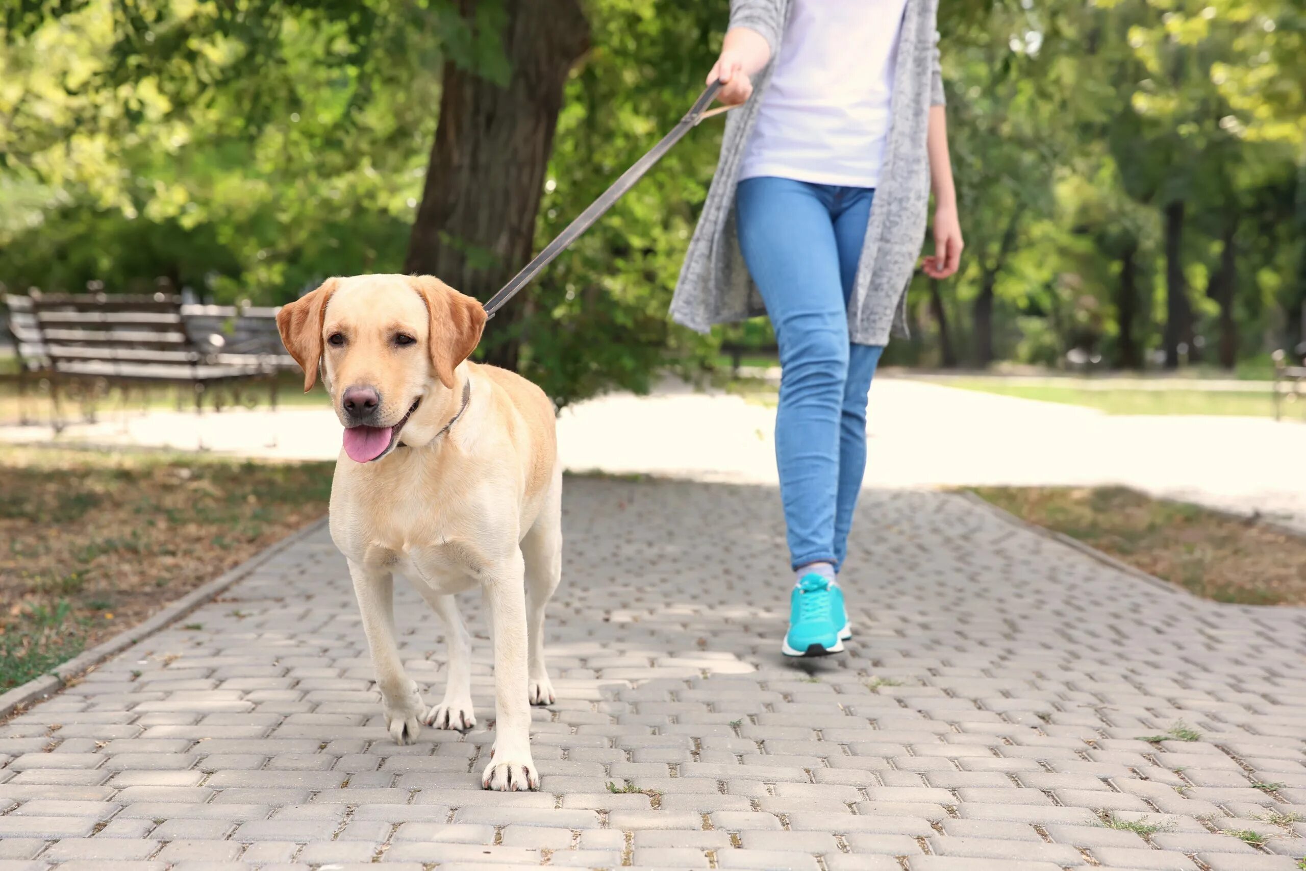 Прогулка с собакой. Выгул собак. Гулять с собакой. Поводок для собак. Walking pet