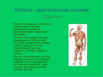 Какие органы относятся к опорно двигательной