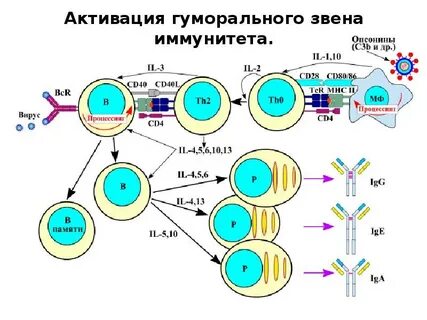 Т зависимый и т независимый иммунный ответ