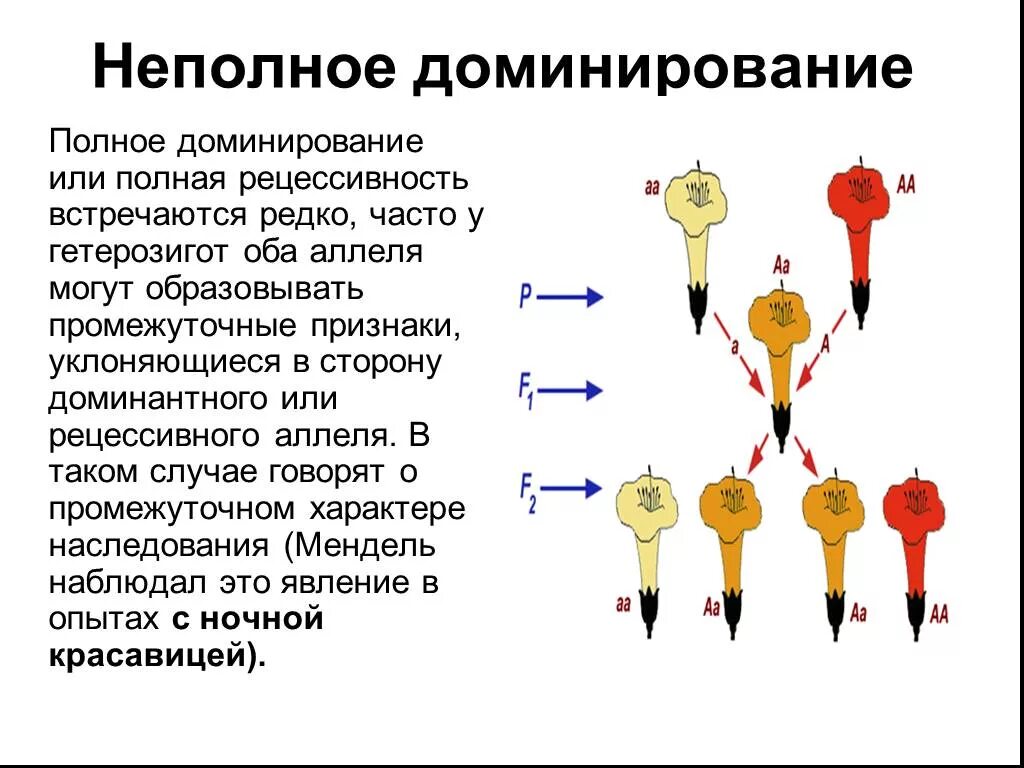 Неполное доминирование гетерозиготы. Полное и неполное доминирование. полное неполное кодаминирование. неполное доминирование генетика. полное доминирование и неполное доминирование.