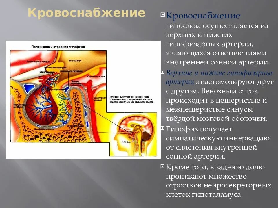 Портальная Вена гипофиза. Гипоталамо гипофизарная система кровоток. Гипофизарная воротная Вена. Гипофиз анатомия топография.