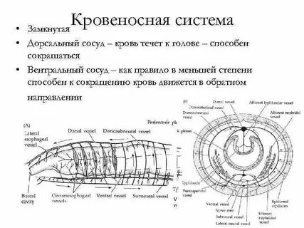 Кольчатые черви количество кругов кровообращения