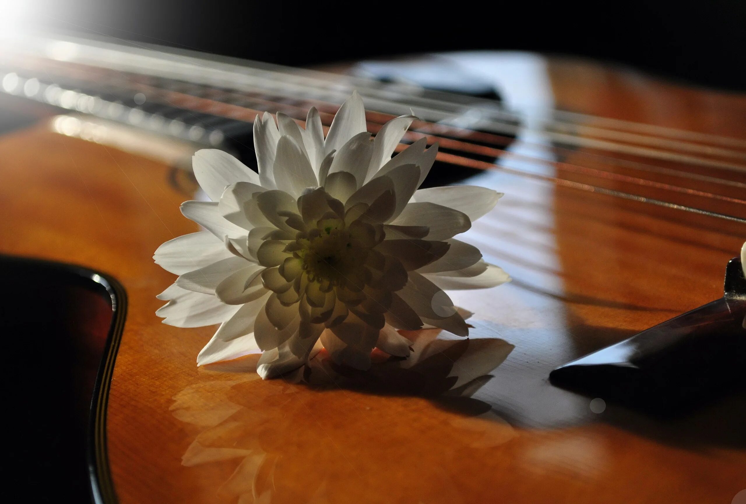 Белые цветы музыка. Гитара цветы. Цветы и музыка. Гитара с цветами.
