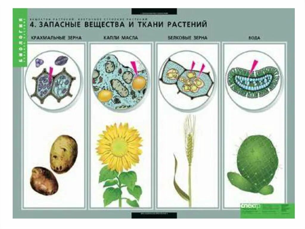 Соединения растительных клеток. Запасные вещества растительной клетки таблица. Виды запасных питательных веществ растительной клетки. Запасные питательные вещества клетки. Запасные питательные вещества растительной клетки.