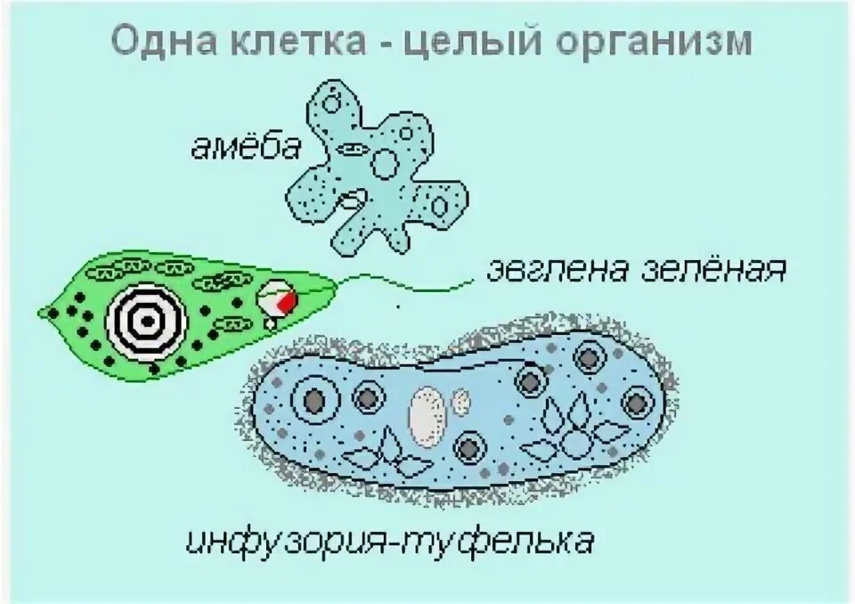 Инфузория туфелька ложноножки. Клетка простейших. Тест по теме простейшие 7 класс. Различные простейшие ыидыигрудоткрпаии. Невидимые из одной клетки.