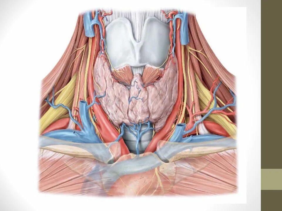 Anatomie d une chute
