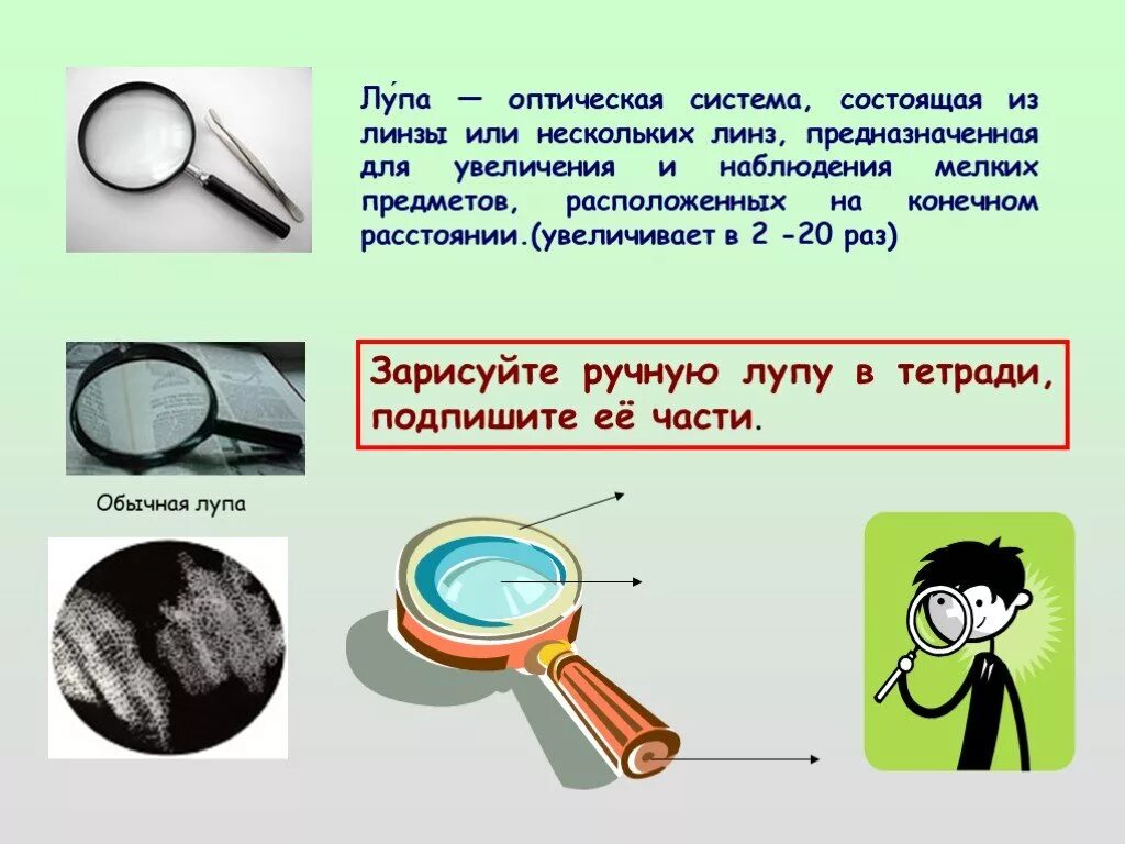 Какое увеличение дает ручная лупа. Оптическая система лупы. Строение лупы. Лупа оптическая система состоящая из линзы или нескольких. Лупа строение и функции.