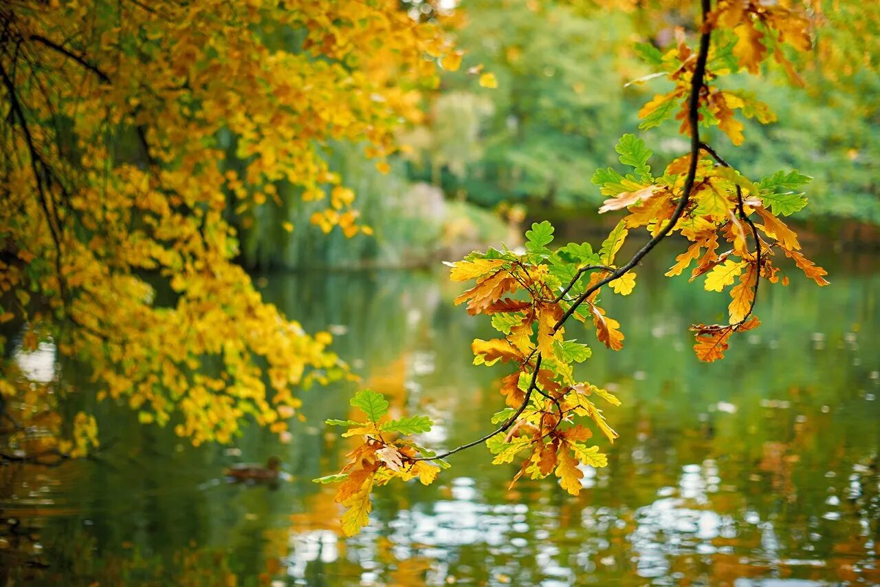 Предложения на тему осенний лес. Чистый октябрь. Раннее осеннее утро. Слышен спор разбор предложения. Прозрачный осенний воздух тип предложения.